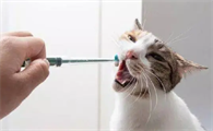 小猫体内驱虫多久做一次