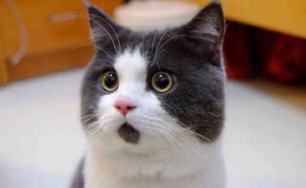 猫大半夜一直叫是为什么 猫大半夜一直叫是为什么