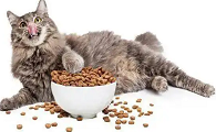 猫咪可以吃狗粮吗