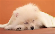 狗狗拉尿一滴一滴的怎么回事啊