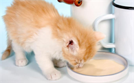 猫咪喜欢吃什么食物除了猫粮