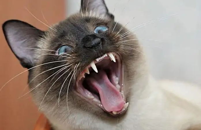 猫的外形特点