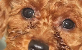 泰迪狗狗总是流眼泪有泪痕怎么办啊 泰迪狗狗总是流眼泪有泪痕怎么办啊