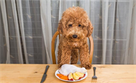 贵宾犬吃什么
