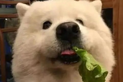 狗狗便秘怎么办吃什么青菜