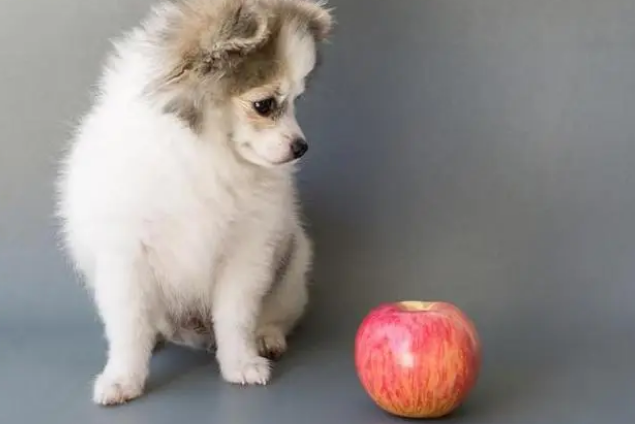 狗狗便秘吃什么最好最快通便