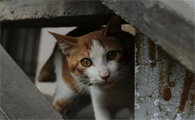 流浪猫吃什么猫粮比较好