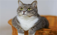 两岁的猫可以做绝育吗