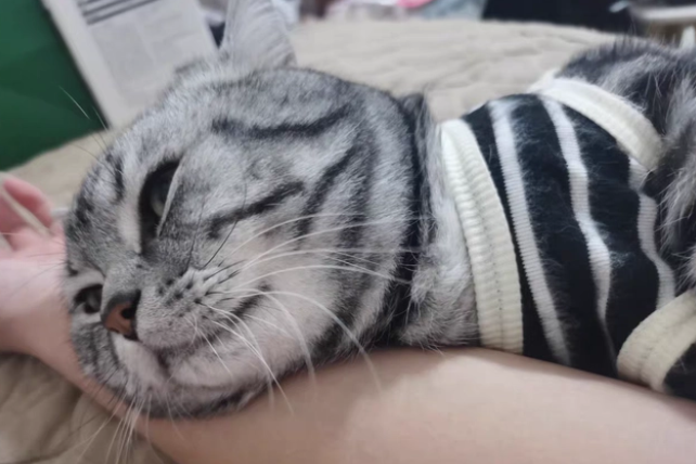 美短吃什么猫粮好