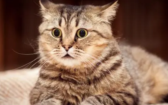 猫尿结晶尿血吃什么药