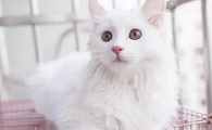 猫几个月开始驱虫比较好