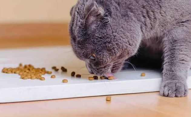 同款猫粮不能吃一辈子!多久换一次牌子合适呢? 同款猫粮不能吃一辈子!多久换一次牌子合适呢?