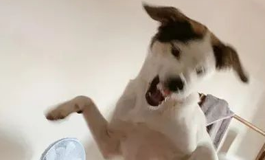 被主人拉去拍全家福,狗子白眼翻到后脑勺 被主人拉去拍全家福,狗子白眼翻到后脑勺