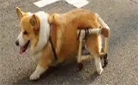 狗狗走路不稳一边斜怎么回事