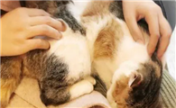 猫咪发情期持续多少天