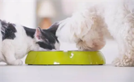 猫吃狗粮会有什么后果吗