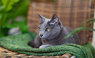 猫肚子有虫怎么办