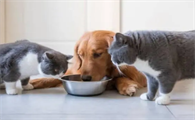 猫吃狗粮会有什么影响吗