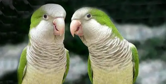 和尚鹦鹉吵吗?一起来了解下