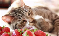 猫不能吃什么水果