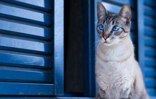猫是突然鼻子使劲出气 猫是突然鼻子使劲出气