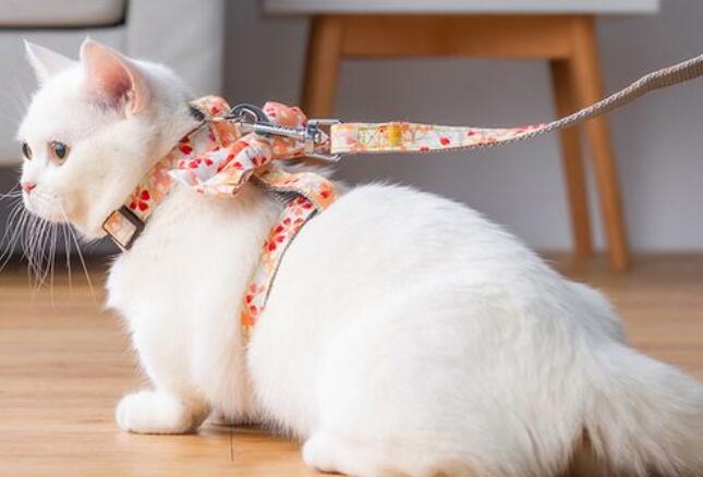 猫咪的牵引绳怎么用 猫咪的牵引绳怎么用