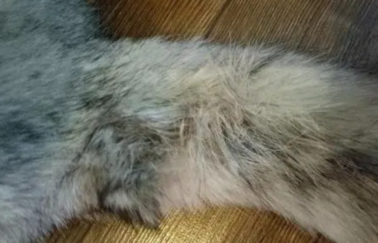 公猫尾巴油怎么处理