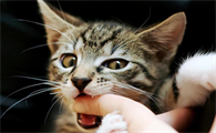 猫咪突然咬我手是什么原因引起的