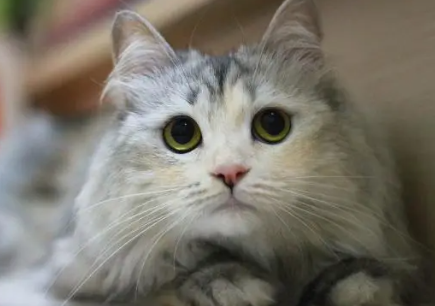 猫为什么发出咕噜咕噜的声音怎么回事