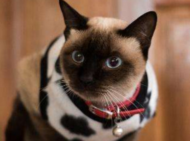 猫尾巴最后一节弯了会恢复吗 猫尾巴最后一节弯了会恢复吗