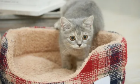 猫窝放在哪里好 猫窝放在哪里好