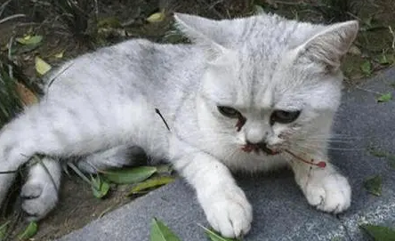 猫咪流血是怎么回事啊