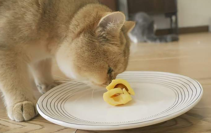 猫可以吃菠萝蜜肉吗为什么 猫可以吃菠萝蜜肉吗为什么