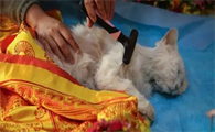 猫咪安葬的禁忌