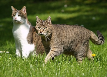 猫思春一般叫多久停止