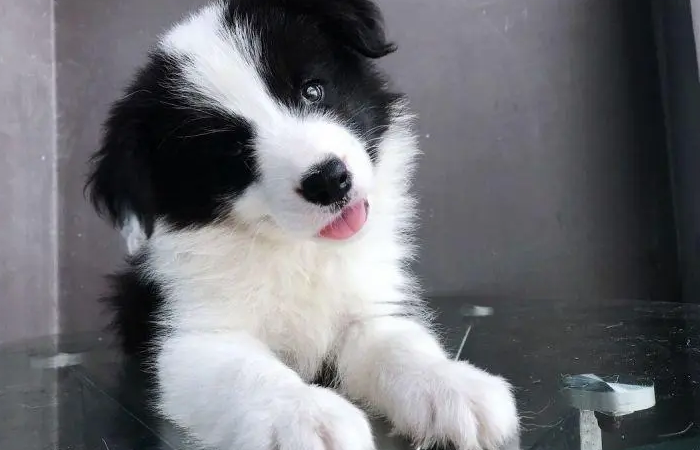 边牧会乱叫吗？这里有答案！