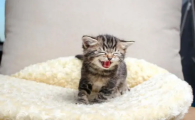 幼猫不吃猫粮怎么办?这里给大家科普下~