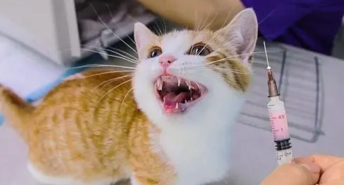 小猫打干扰素的副作用是什么 小猫打干扰素的副作用是什么