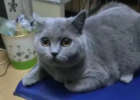 英短蓝猫一般多长时间发一次情啊