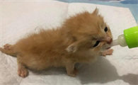 小猫20天断奶能喂活吗