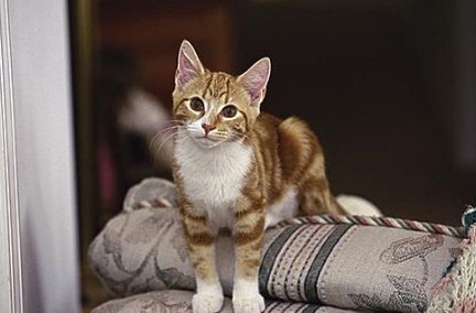 猫咪乱拉尿的原因是什么 猫咪乱拉尿的原因是什么