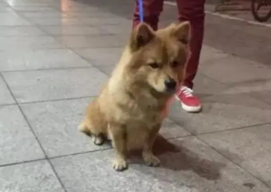 你与狗狗闹过哪些乌龙事件? 你与狗狗闹过哪些乌龙事件?