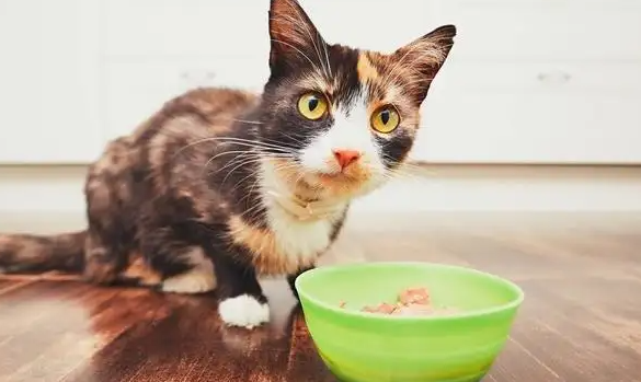 猫咪一天吃几顿