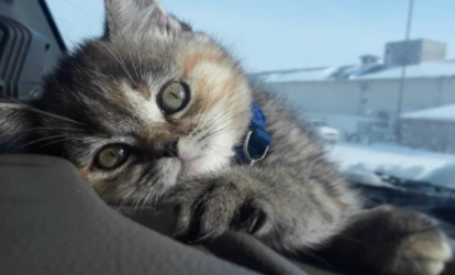 猫咪单眼流泪怎么办呢
