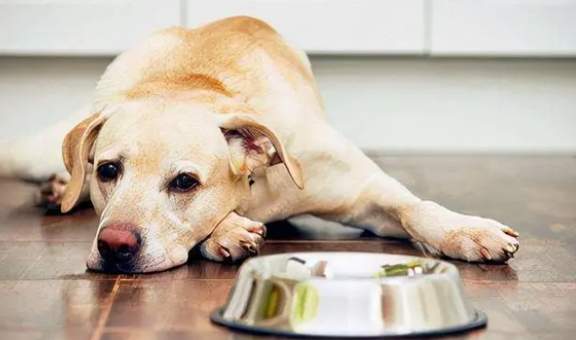 狗狗不吃狗粮食欲不振怎么办?