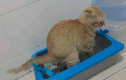 猫咪忽然在地板上拉屎怎么办