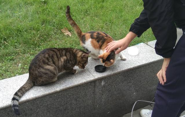 流浪猫吃什么牌子猫粮好 流浪猫吃什么牌子猫粮好