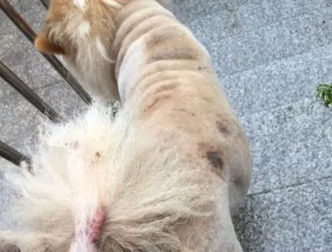 狗身上起癣是什么原因引起的 狗身上起癣是什么原因引起的