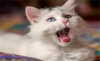 猫尿床打了以后能记住吗