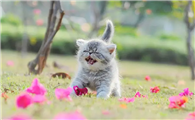 猫咪几个月做一次驱虫